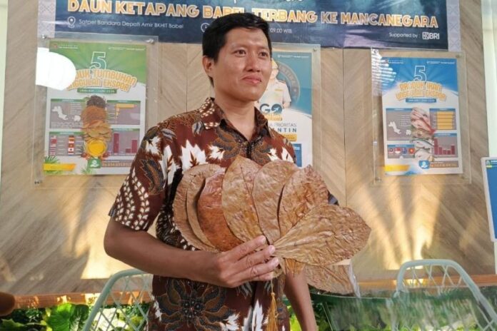 Ilustrasi, Daun ketapang kering menjadi salah satu produk unggulan ekspor UMKM Provinsi Kepulauan Bangka Belitung. Foto: Antara.