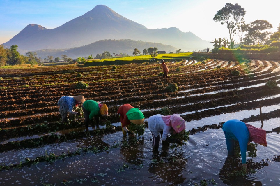 Ilustrasi petani sedang menanam padi di sawah. Foto: Ist.