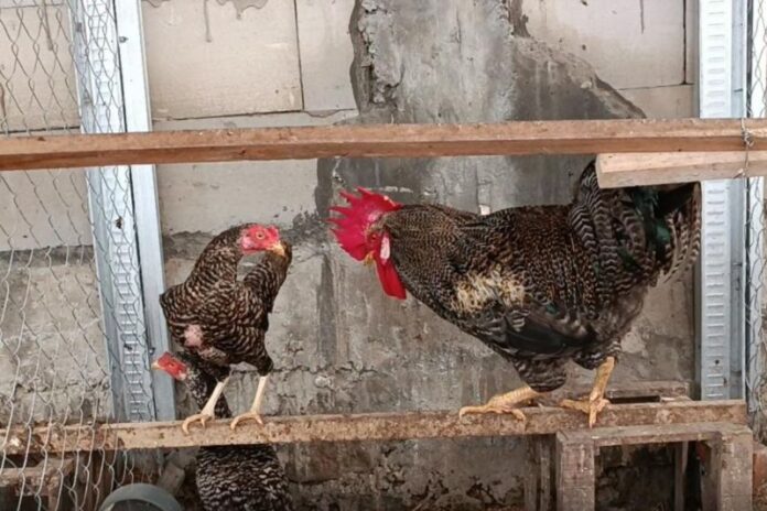 Konsep Sinergi Peternakan Ayam Kampung Petelur Unggul dan Maggot BSF oleh UGM dan BRIN sebagai solusi terhadap tantangan peternakan rakyat. Foto: Antara/UGM.
