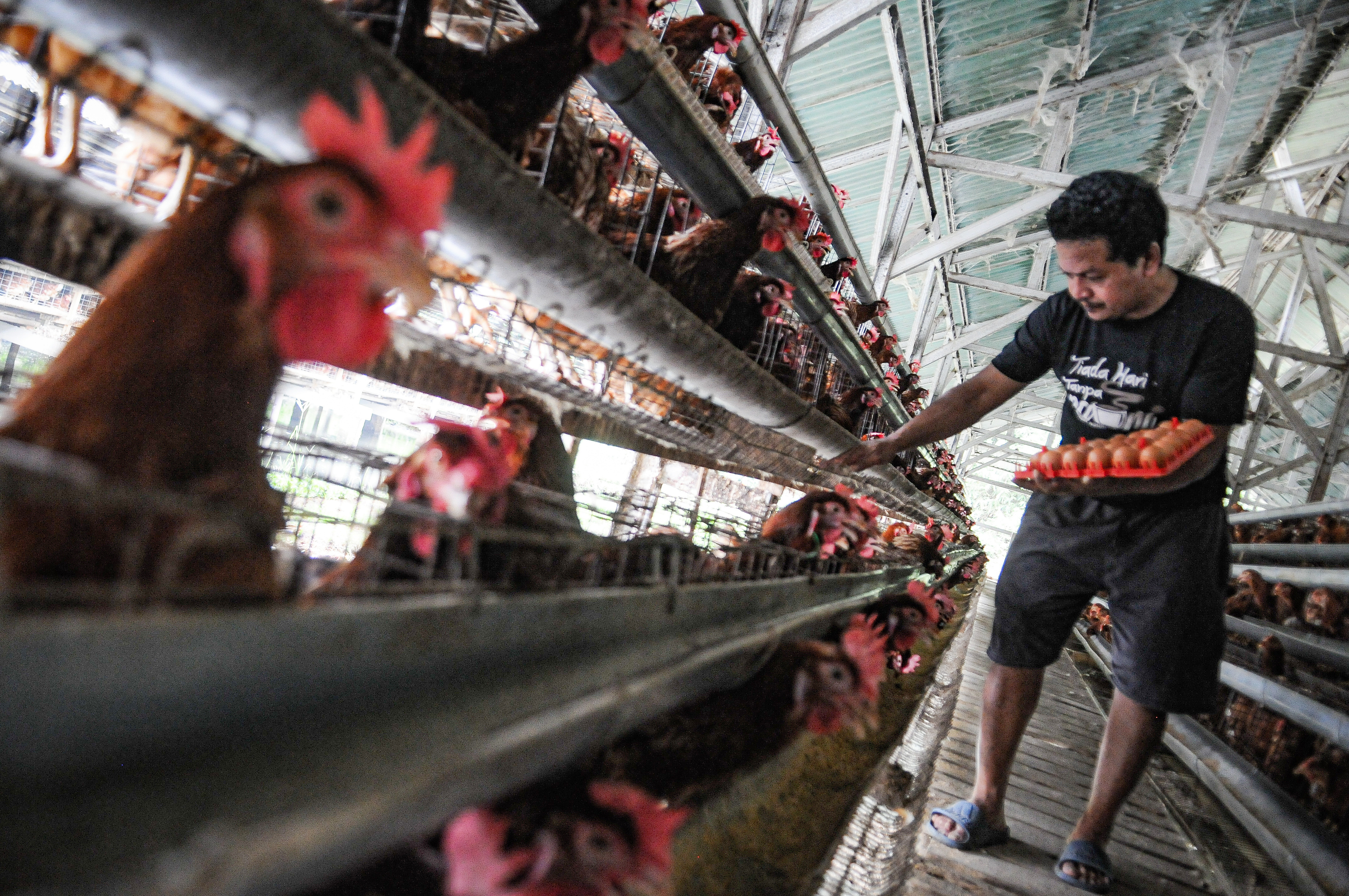 Ilustrasi peternak sedang mengumpulkan telur di peternakan ayam petelur di Gunung sindur, Bogor, Jawa Barat. Foto: Investortrust/Mohammad Defrizal.